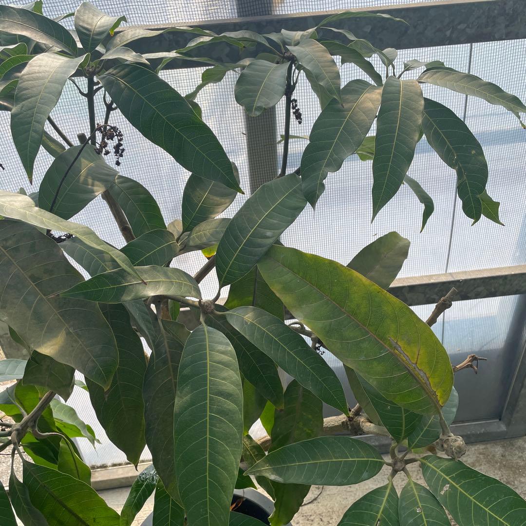 マンゴー苗　品種　リリー　10号特大