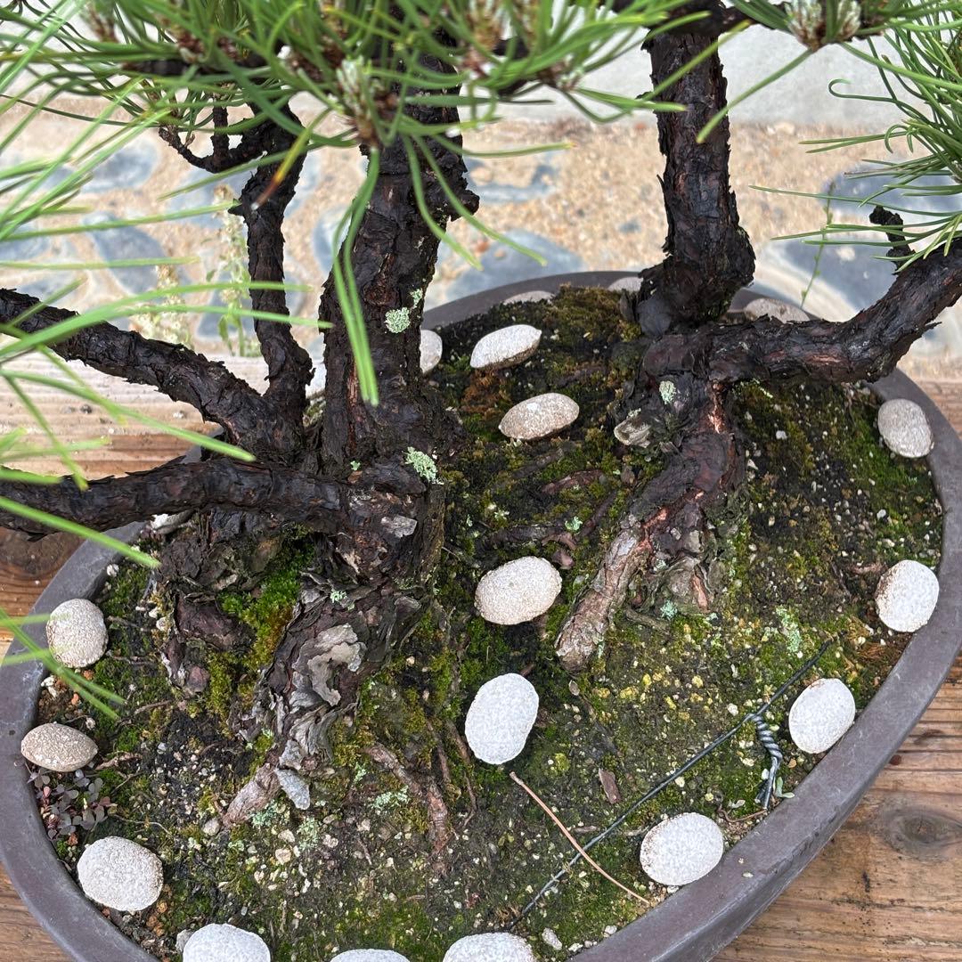 最終値下げ】引き取り 黒松 大品盆栽 株立 古木 - メルカリ