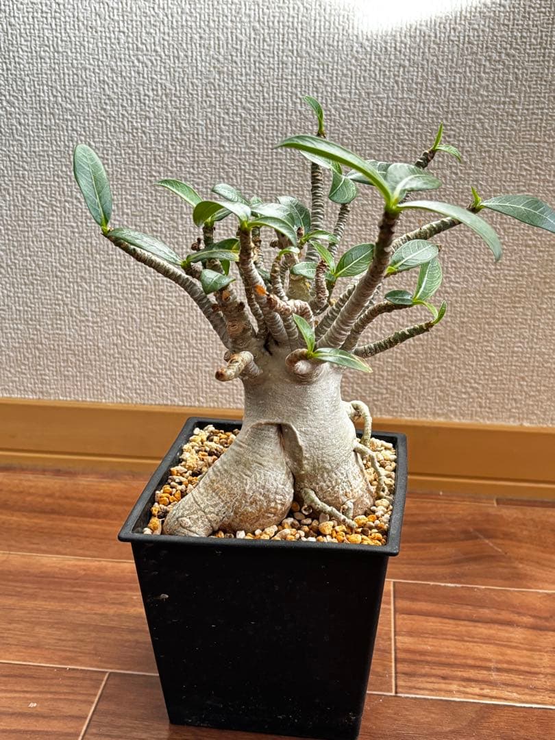 【発根済み】アデニウム タイソコトラナム(優良株)