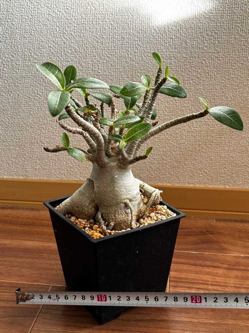 【発根済み】アデニウム タイソコトラナム(優良株)
