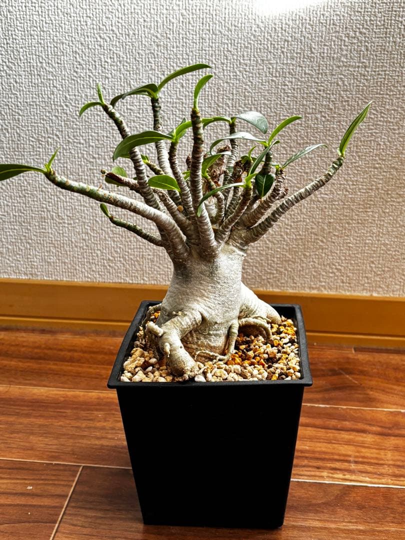 【発根済み】アデニウム タイソコトラナム(優良株)