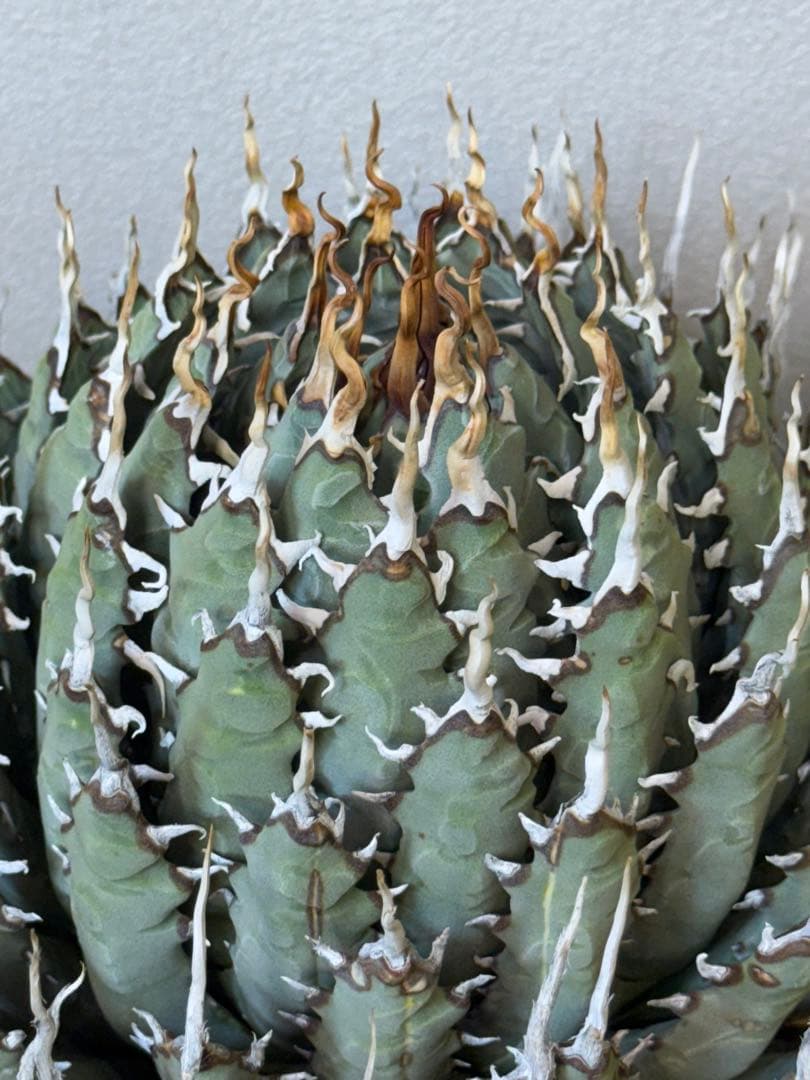 アガベ　ユタエンシス　エボリスピナ　陽炎　良形　特大株