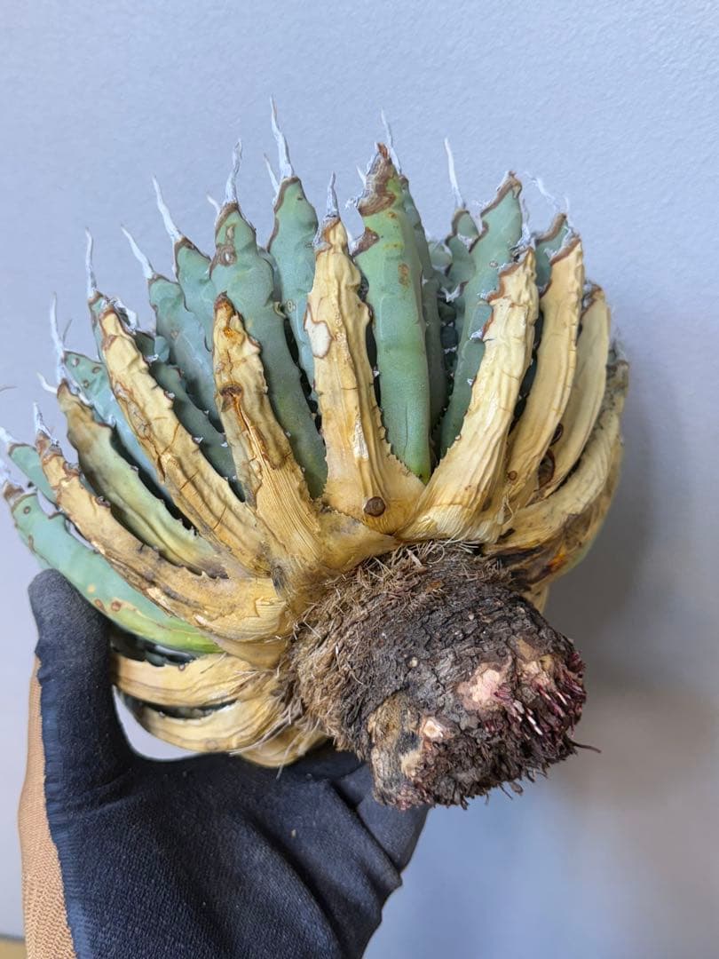 アガベ　ユタエンシス　エボリスピナ　陽炎　良形　特大株