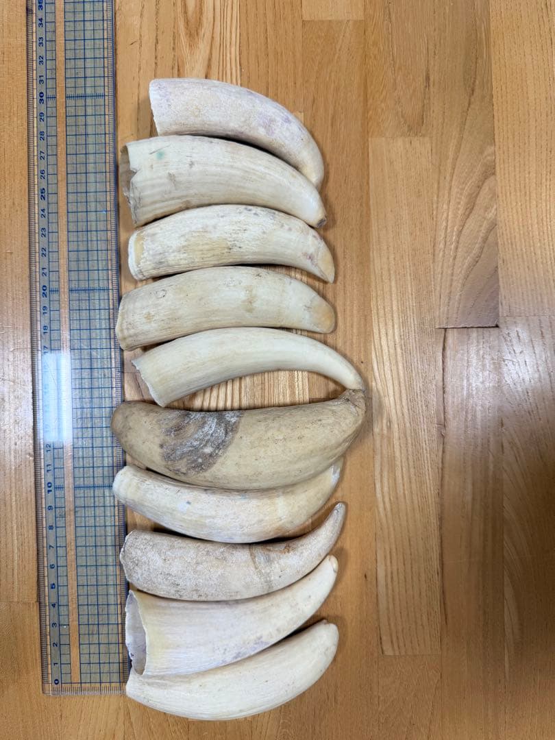 マッコウクジラの歯10個セット 918g