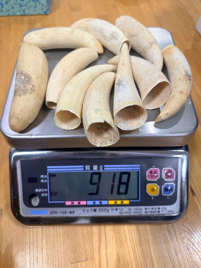 マッコウクジラの歯10個セット 918g