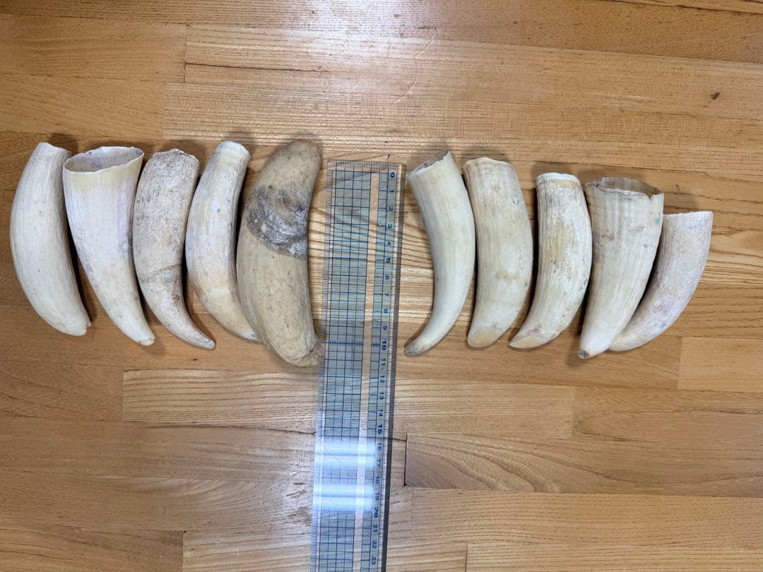 マッコウクジラの歯10個セット 918g