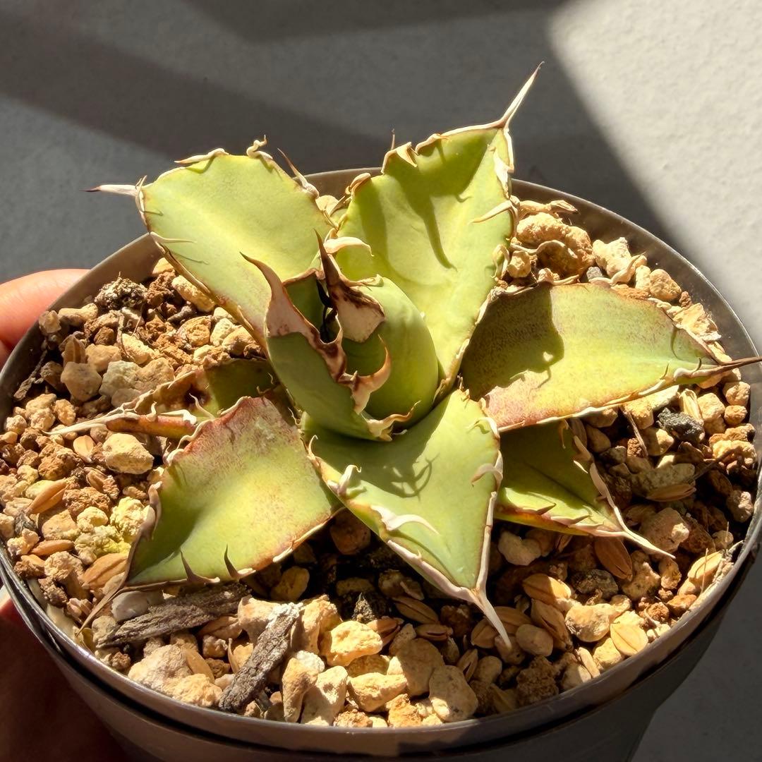 専用　ウリエル実生子株