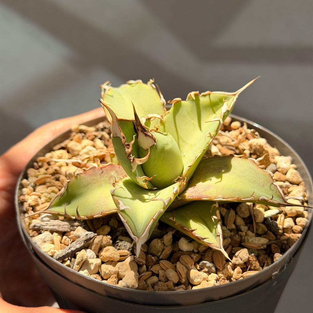 専用　ウリエル実生子株