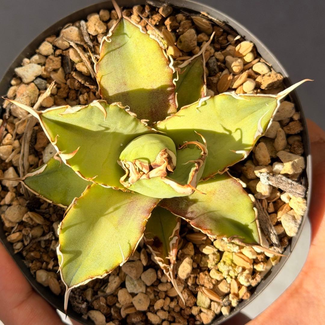 専用　ウリエル実生子株