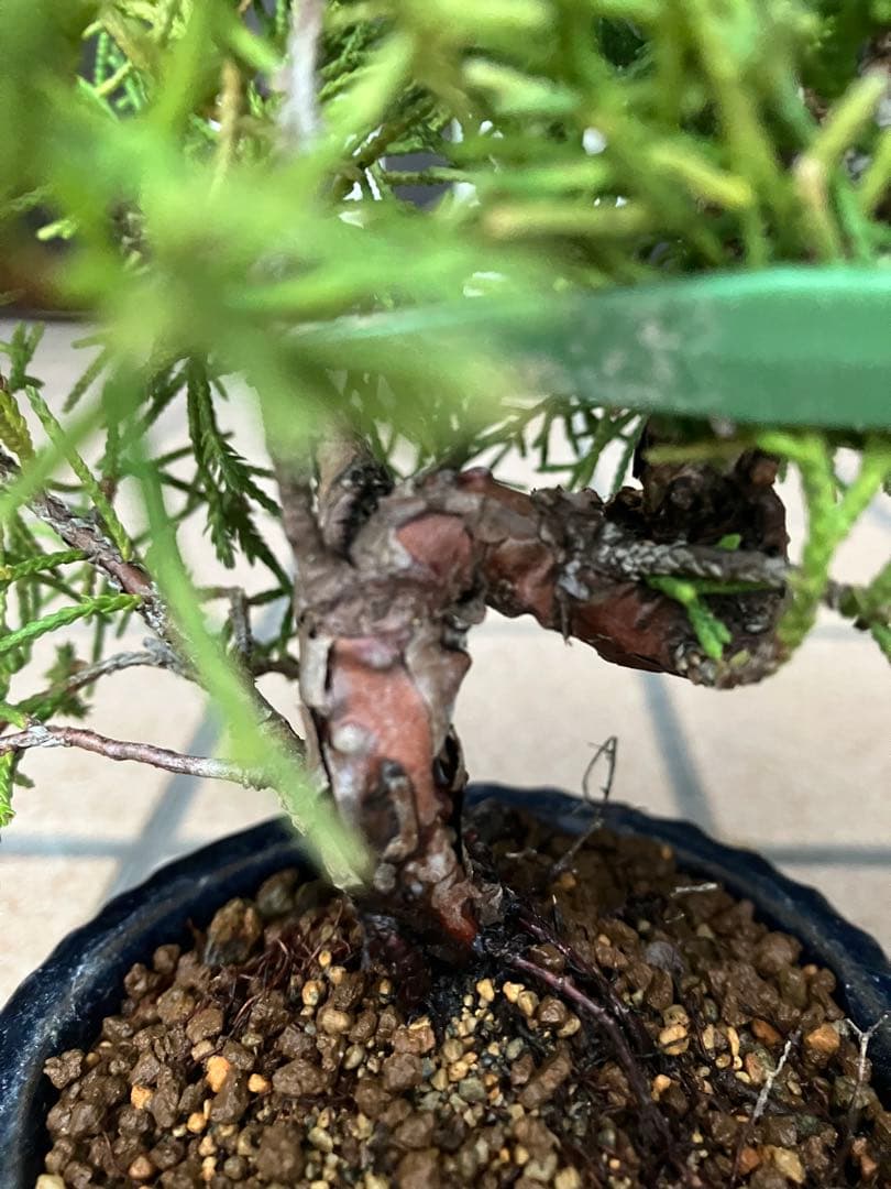 小品盆栽 黄金真柏と極太赤松の2鉢セット 優良素材 ジン舎利