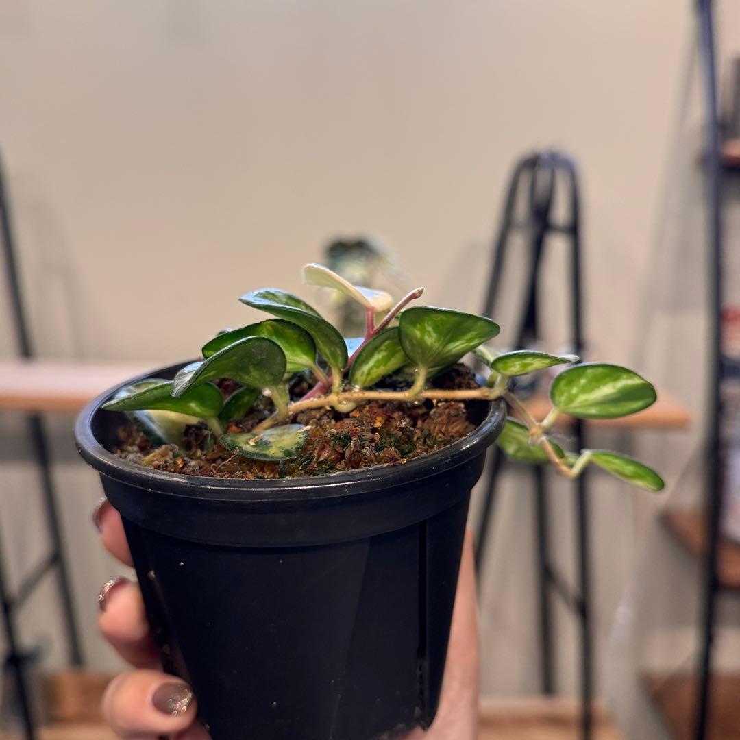 4 ホヤ マチルダ 内斑入り 少しシルバースプラッシュもかかって可愛い