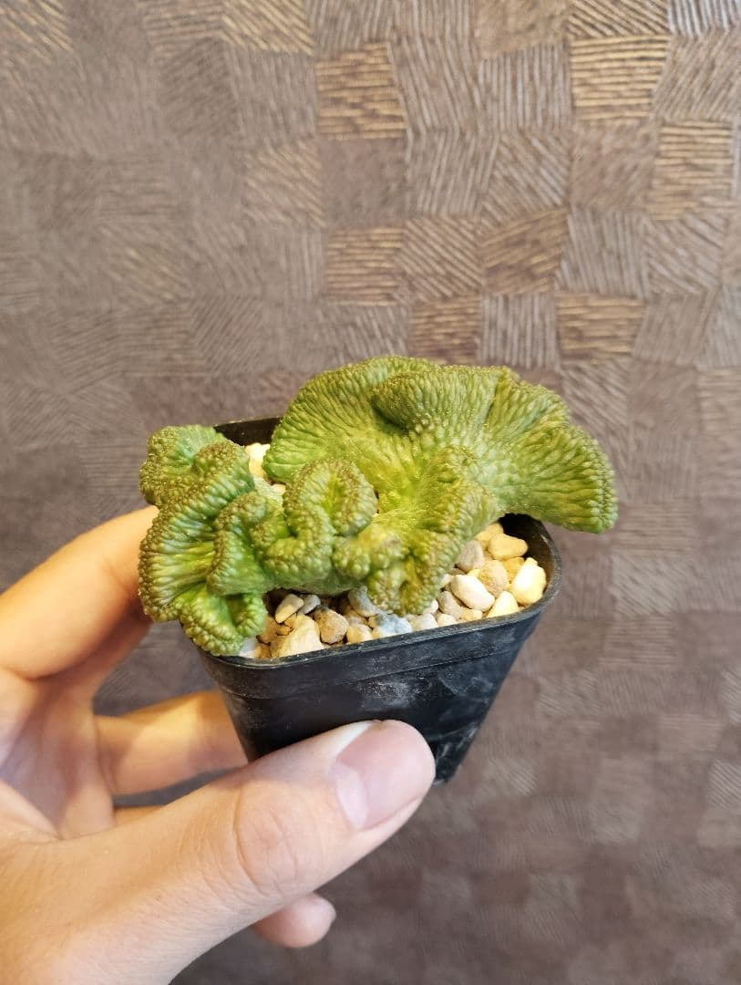 希少 ユーフォルビア オベサ 綴化