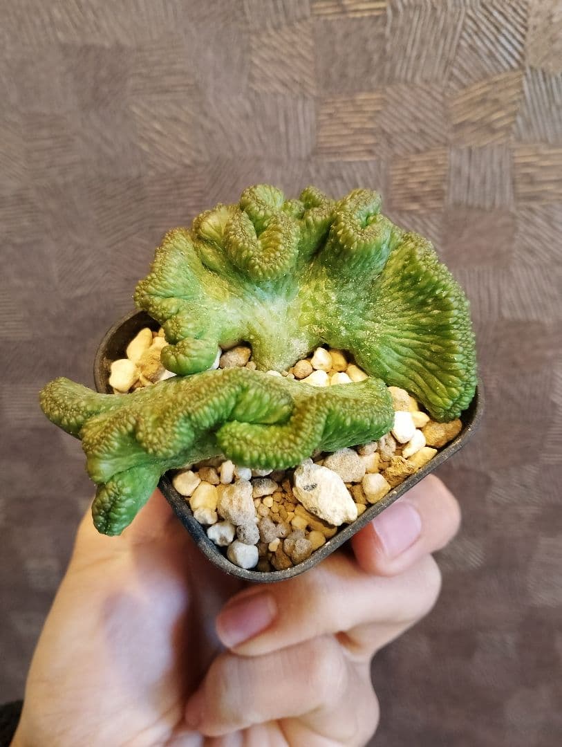 希少 ユーフォルビア オベサ 綴化