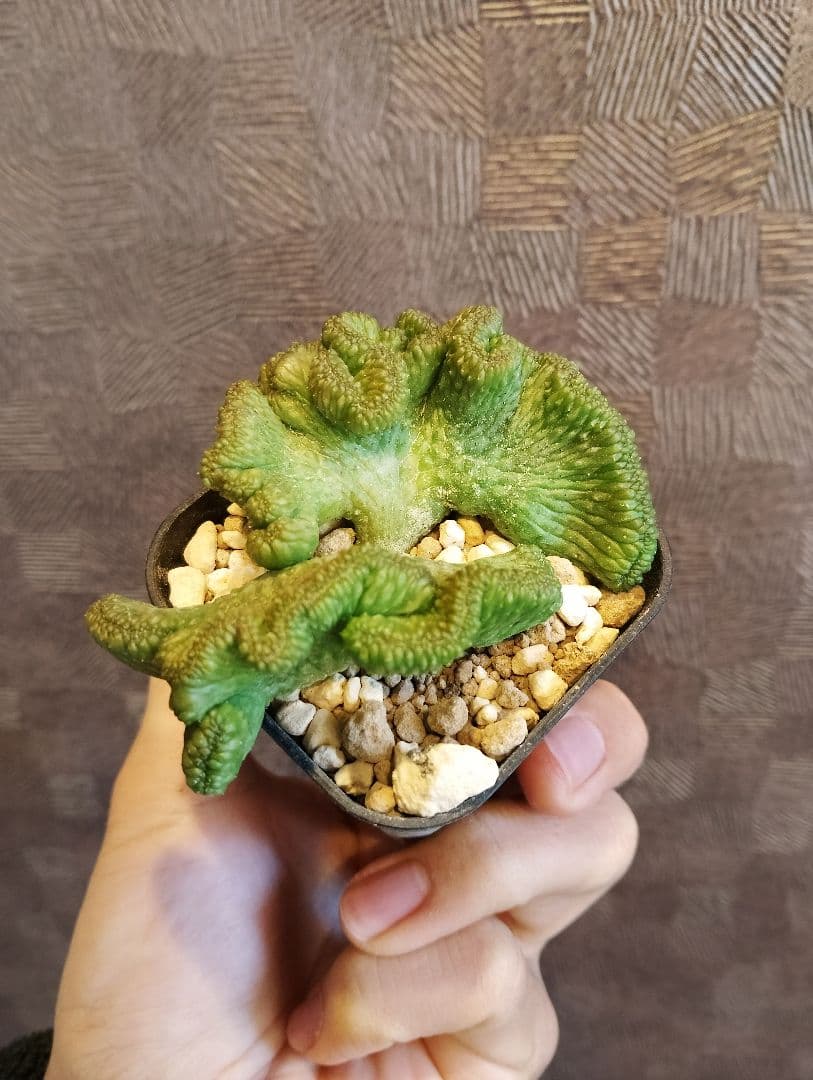 希少 ユーフォルビア オベサ 綴化