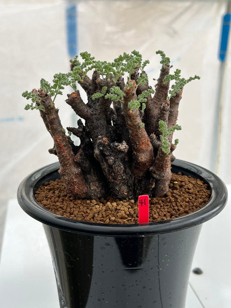 ペラルゴニウム　アルテルナンス　美株