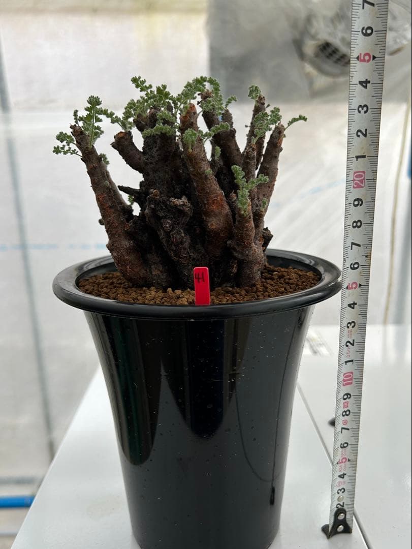 ペラルゴニウム　アルテルナンス　美株