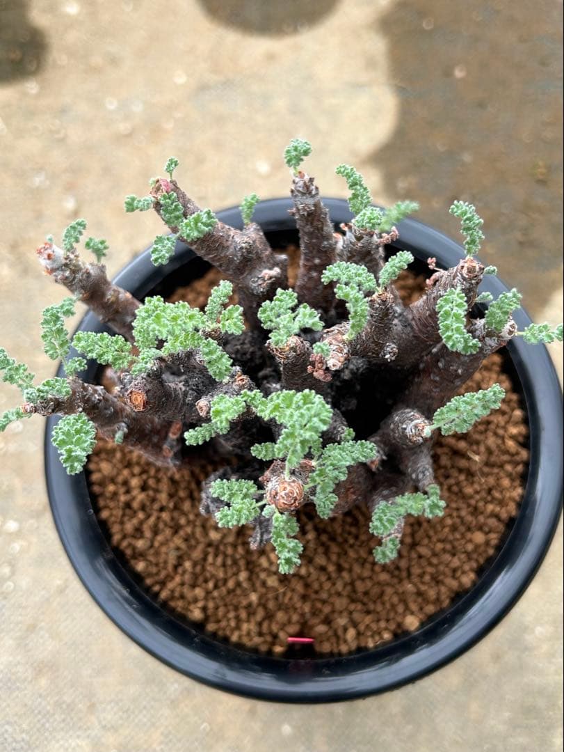 ペラルゴニウム　アルテルナンス　美株