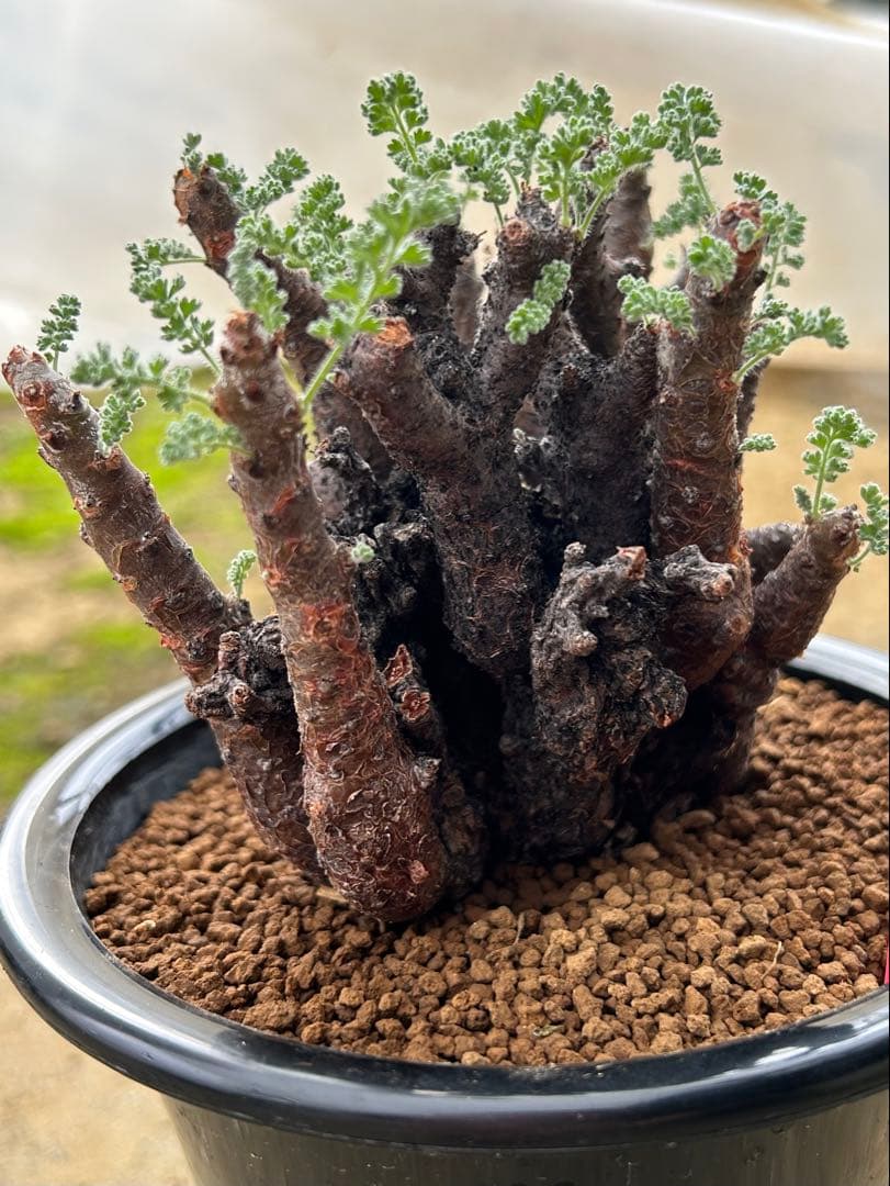 ペラルゴニウム　アルテルナンス　美株