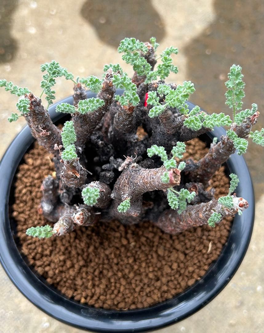 ペラルゴニウム　アルテルナンス　美株