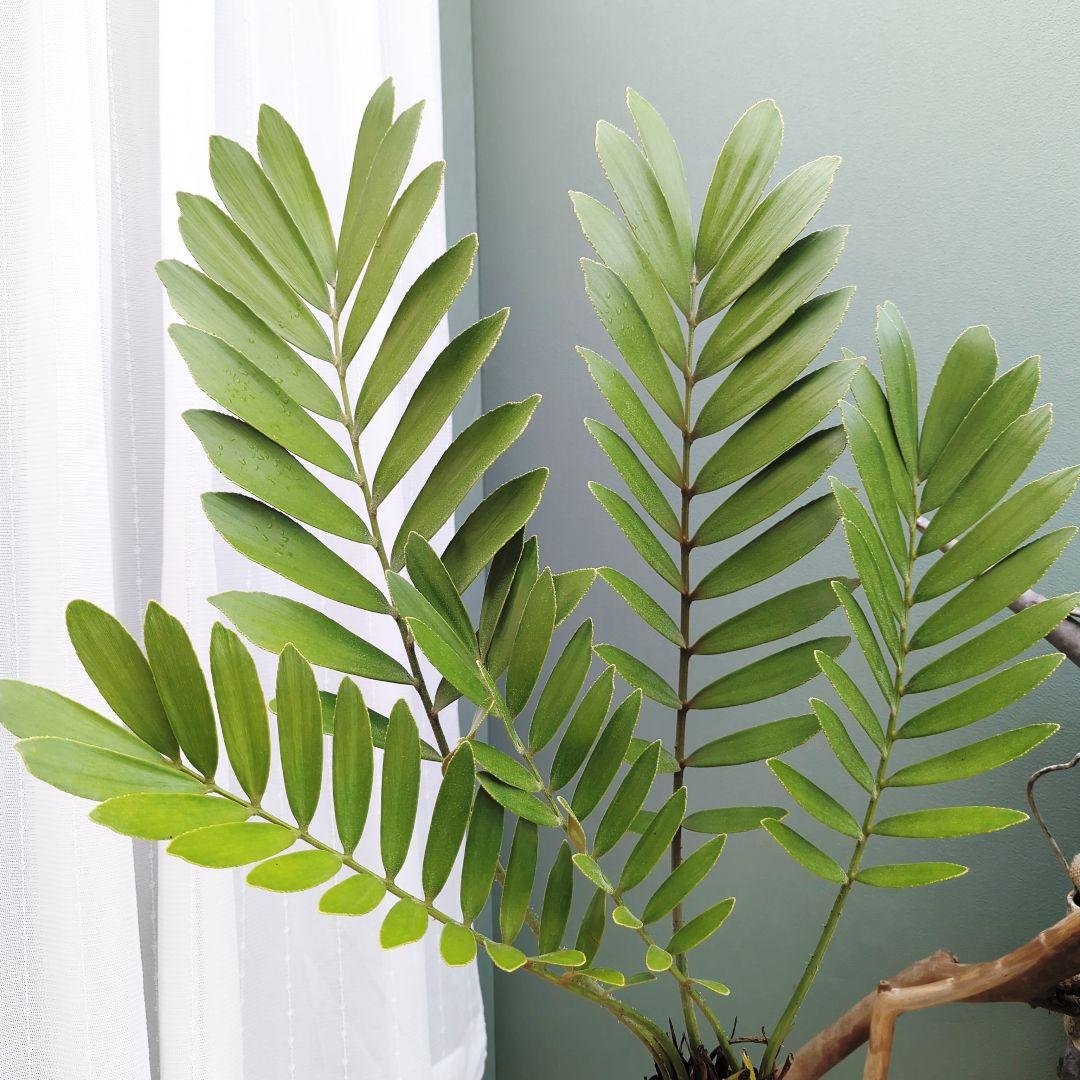 珍品！多頭扇型 太株 ザミアプミラ(現品) 一点物 インパクト大!!縁起物