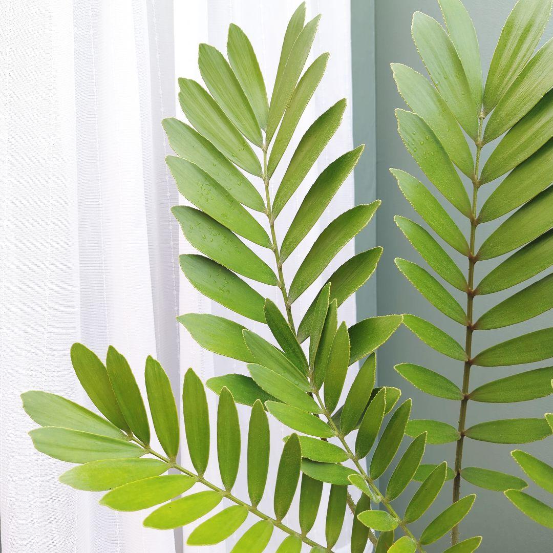 珍品！多頭扇型 太株 ザミアプミラ(現品) 一点物 インパクト大!!縁起物