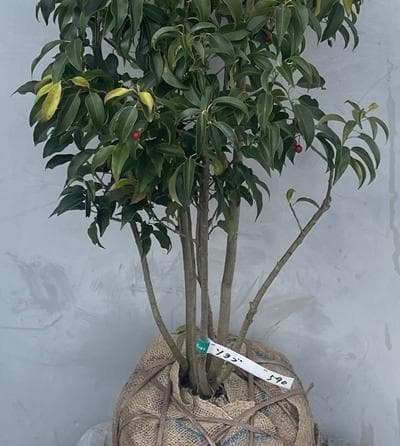 《現品》ソヨゴ　株立ち(雌株・メス株)　樹高1.5ｍ（根鉢含まず）590【苗木】