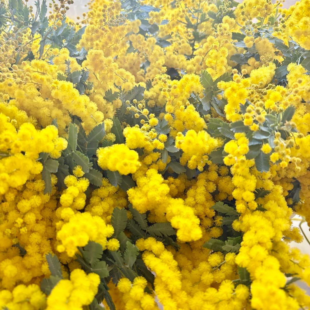 ◇フレッシュ 保湿あり◇ ミモザ 花材詰め合わせ ドライフラワー 100