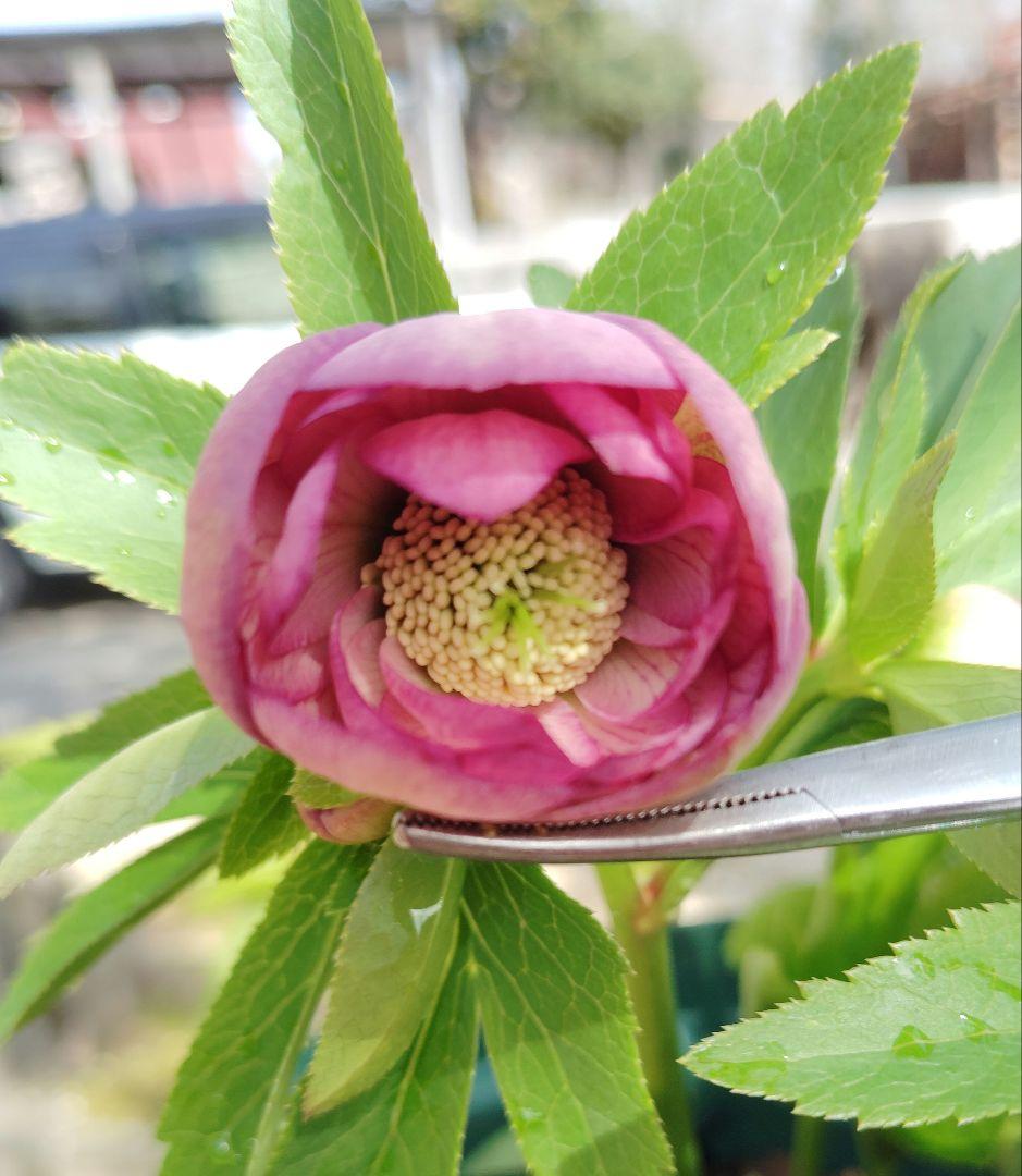 クリスマスローズ 未株分け 交配ラベル付き ddアンティークピンク(加藤