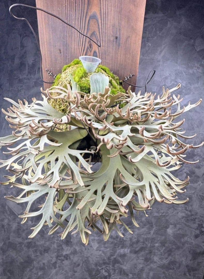 ビカクシダ Jenny ジェニー 胞子 ① - メルカリ