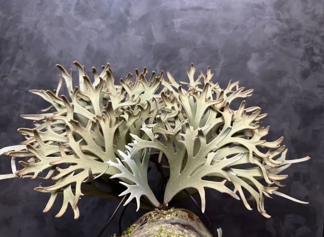 ビカクシダ Jenny ジェニー 胞子 ① - メルカリ