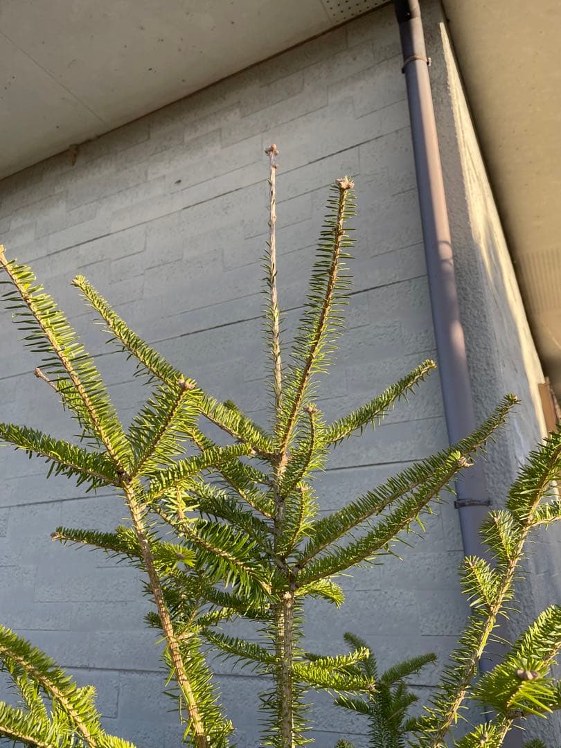 庭木 もみの木 樹高約200センチ 美樹形 引取り歓迎 埼玉県久喜