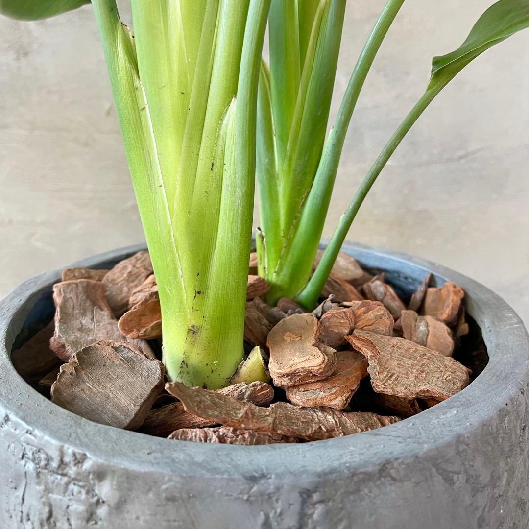 ストレリチア　レギネ　陶器鉢　植え込み発送