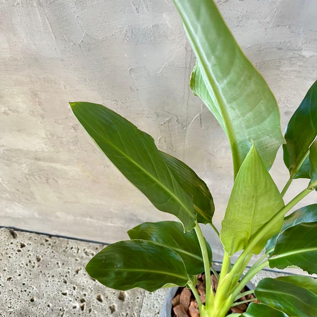 ストレリチア　レギネ　陶器鉢　植え込み発送