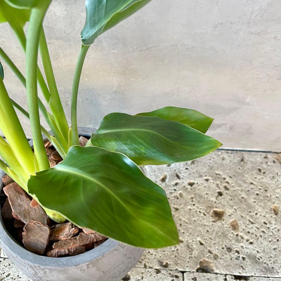 ストレリチア　レギネ　陶器鉢　植え込み発送