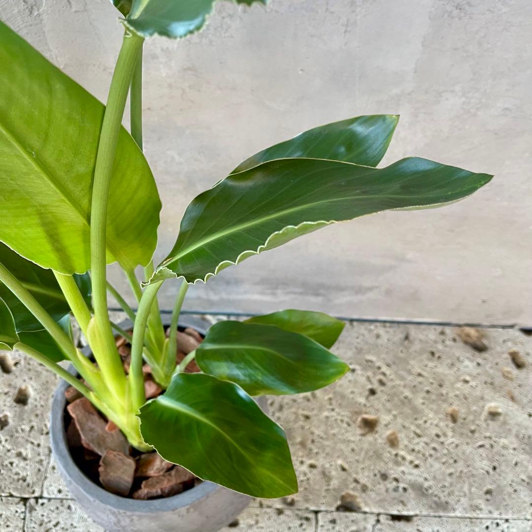 ストレリチア　レギネ　陶器鉢　植え込み発送