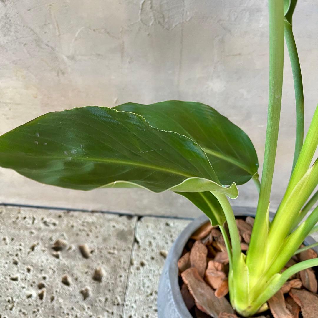 ストレリチア　レギネ　陶器鉢　植え込み発送