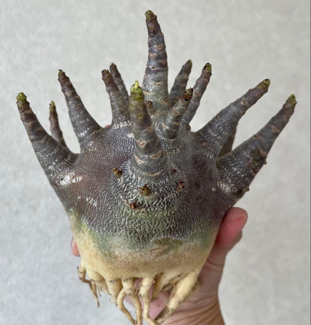 【激レア/ブラックスキン/ドワーフ/超極太 】アデニウム ガラメー ①