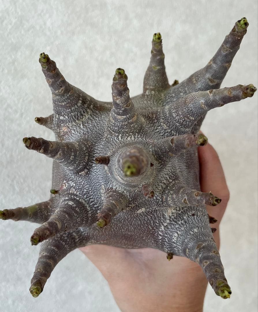 【激レア/ブラックスキン/ドワーフ/超極太 】アデニウム ガラメー ①