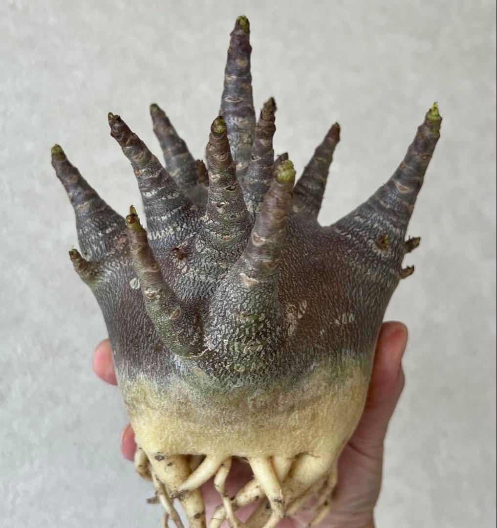 【激レア/ブラックスキン/ドワーフ/超極太 】アデニウム ガラメー ①