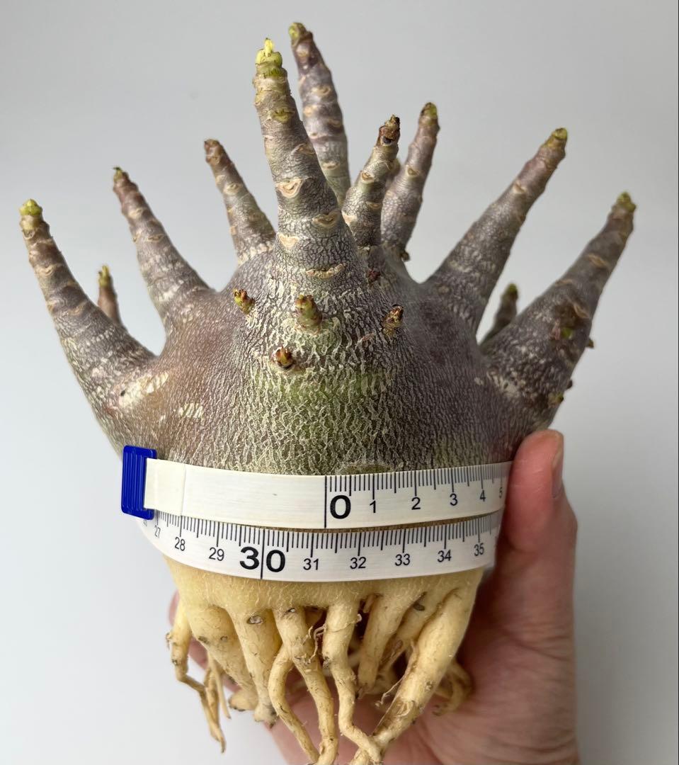 【激レア/ブラックスキン/ドワーフ/超極太 】アデニウム ガラメー ①