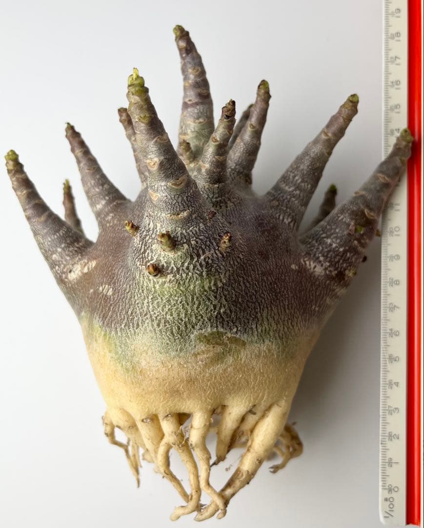 【激レア/ブラックスキン/ドワーフ/超極太 】アデニウム ガラメー ①