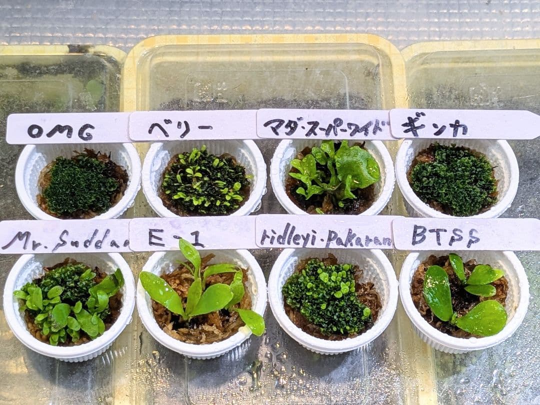 ビカクシダ 8種セット 前葉体 胞子体 - メルカリ