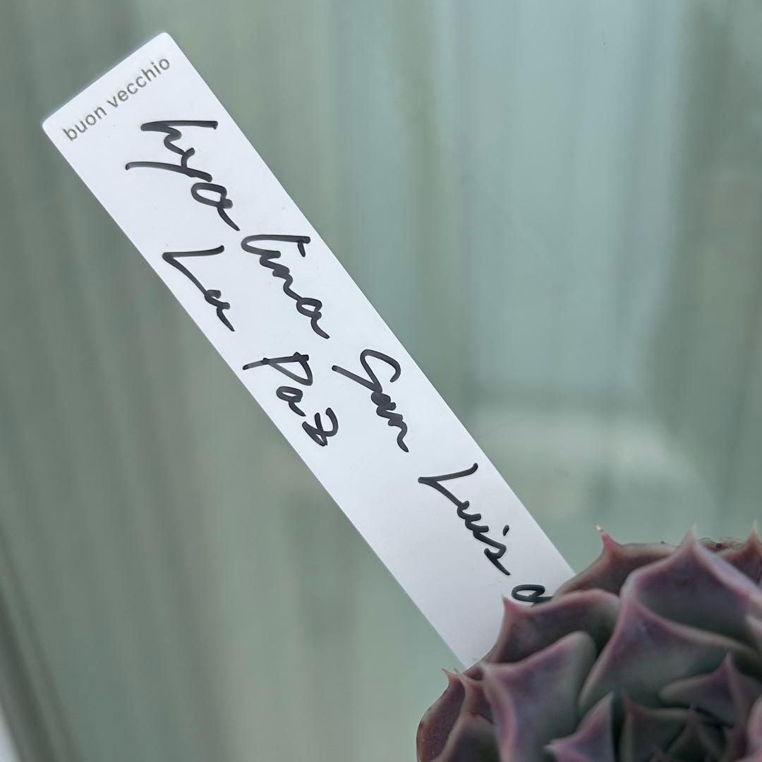 札付き❣️ヒアリナサンルイスデラパス　ブォンベッキオ　原種