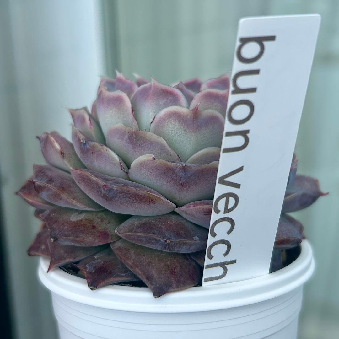 札付き❣️ヒアリナサンルイスデラパス　ブォンベッキオ　原種