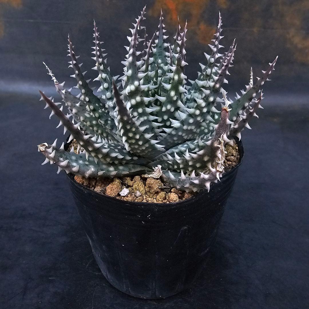 メルカリ便発送☆多肉植物 アロエ属 プラテンシス(実生選抜S4のカキコ苗)