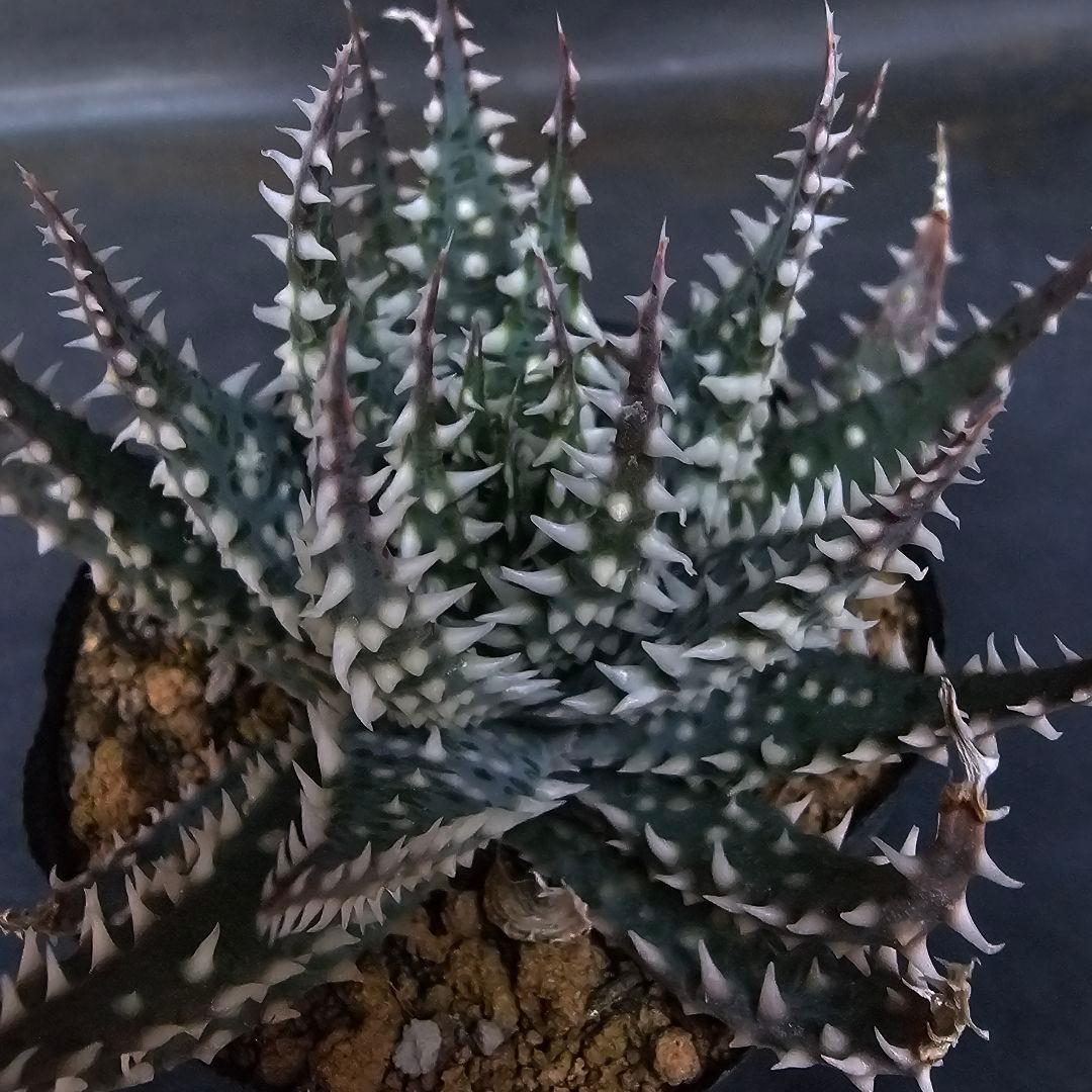 メルカリ便発送☆多肉植物 アロエ属 プラテンシス(実生選抜S4のカキコ苗)