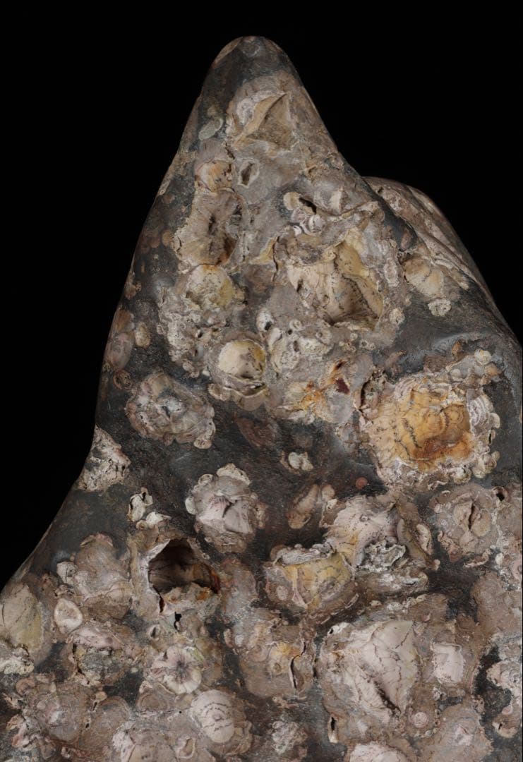 紅梅 梅花石 台付 5.7kg 鑑賞石 水石 原石 天然石 鉱石 盆石 飾石