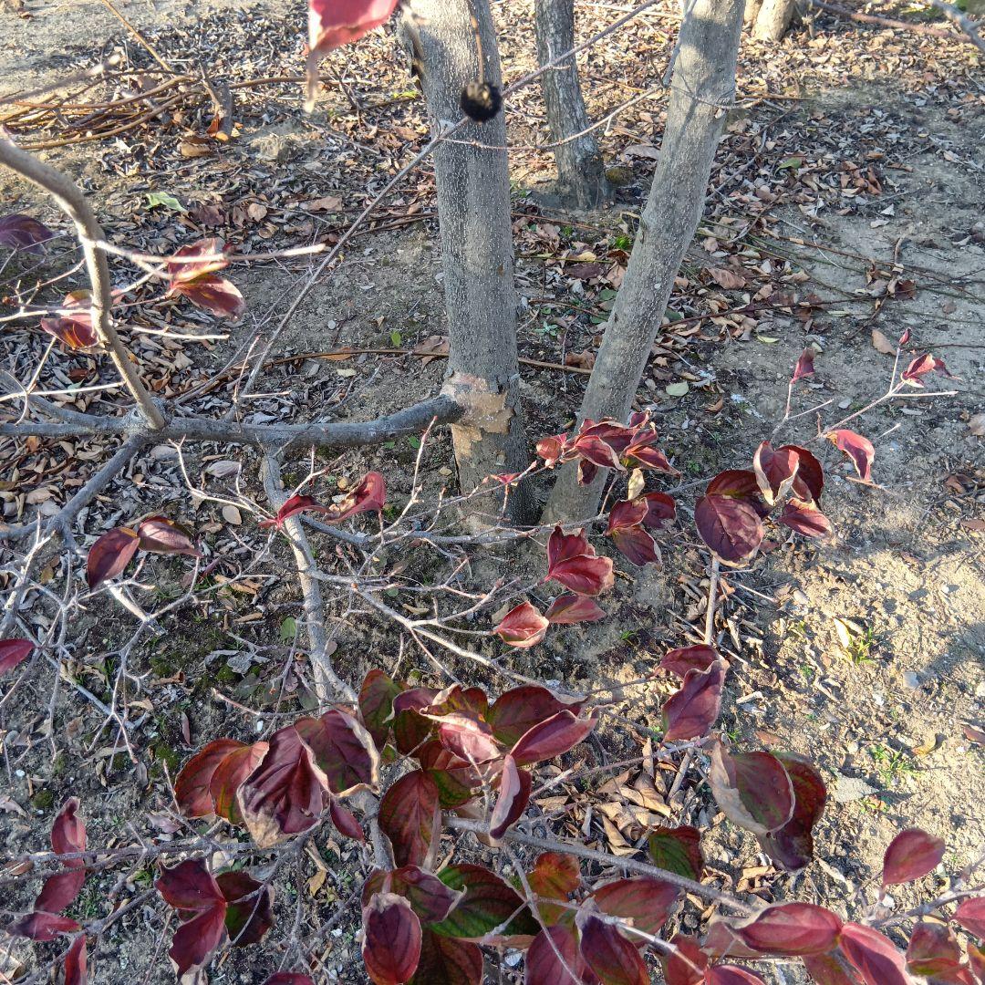 ヤマボウシ（高さ3.0メイトル）