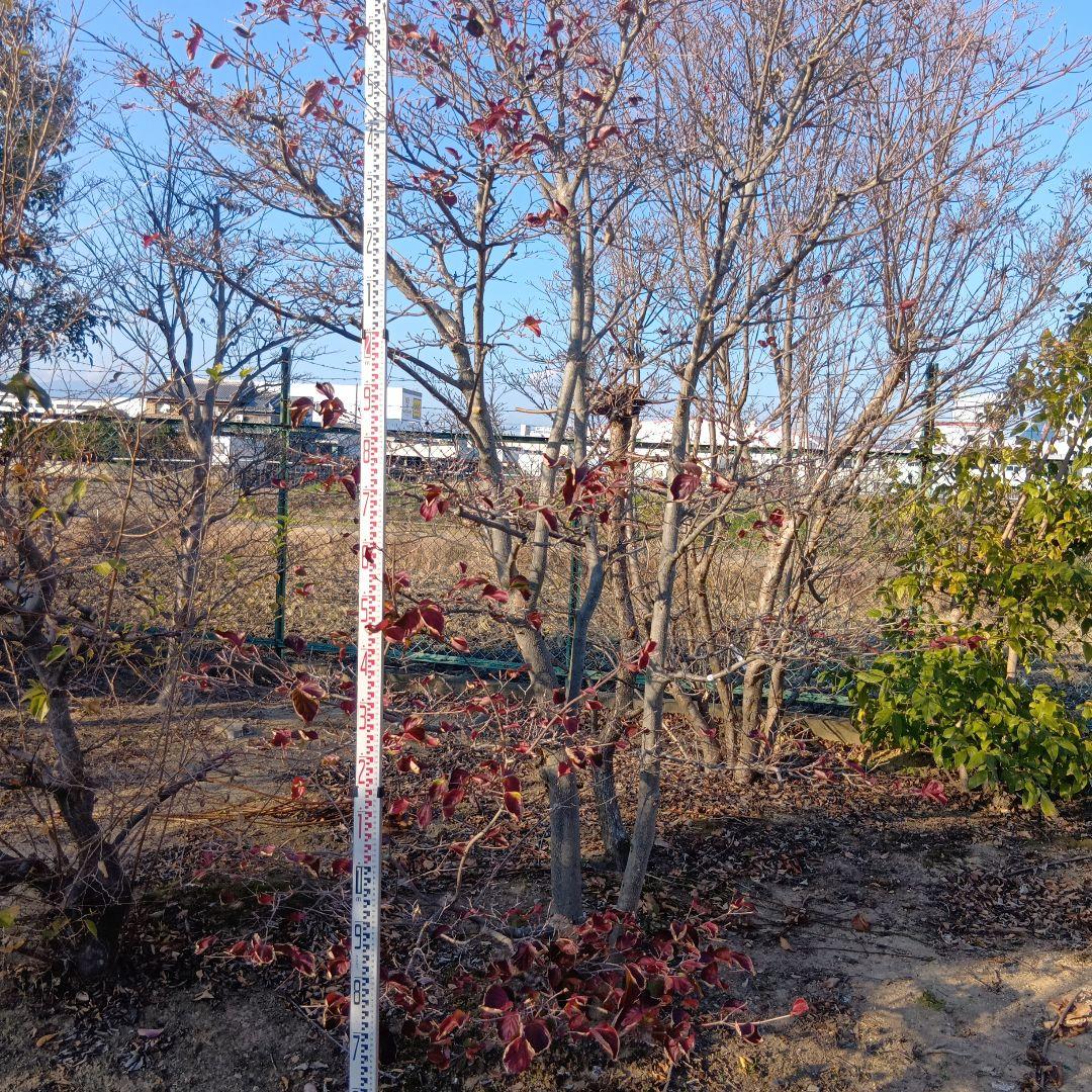 ヤマボウシ（高さ3.0メイトル）