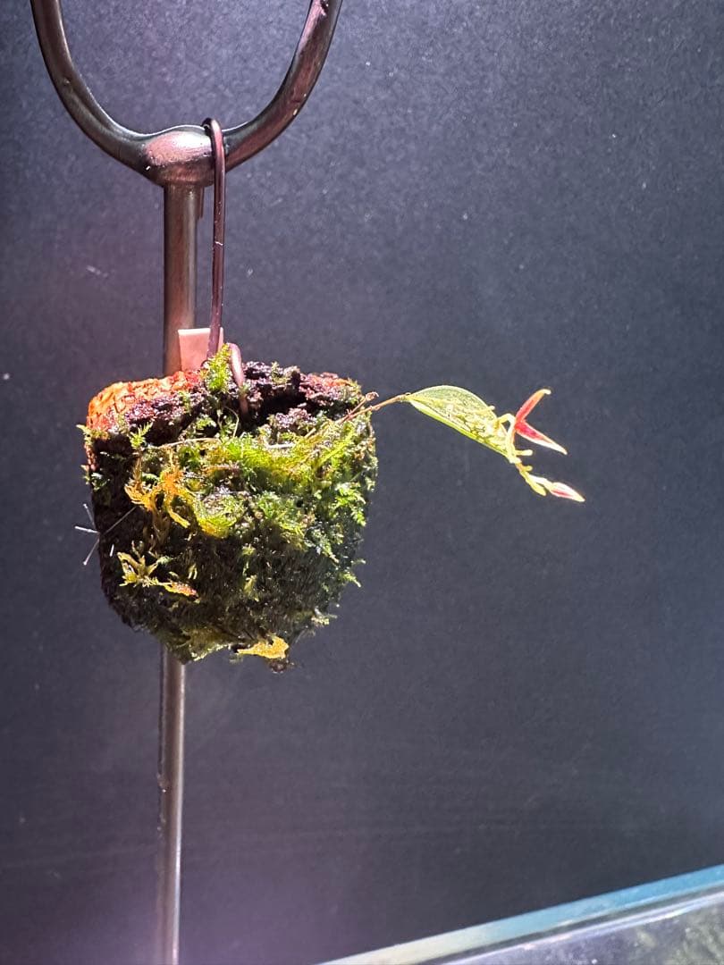 lepanthes scrotifera ミニチュアエクアドルラン原種レパンテス